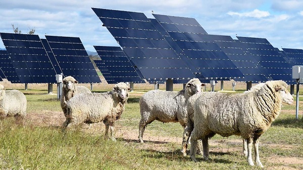 sheepaslawnmowers_1.jpg